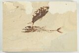 Cretaceous Predatory Fish (Eurypholis) Fossil - Hjoula, Lebanon #201366-1